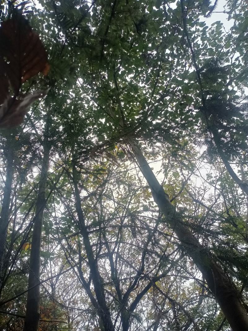 千亩生态农场经济作物桐籽。品质如一，物美价廉