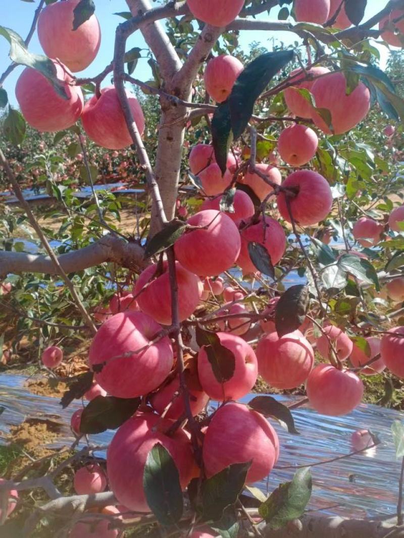 绥中寒富苹果大量出售，颜色全红，需要联系我