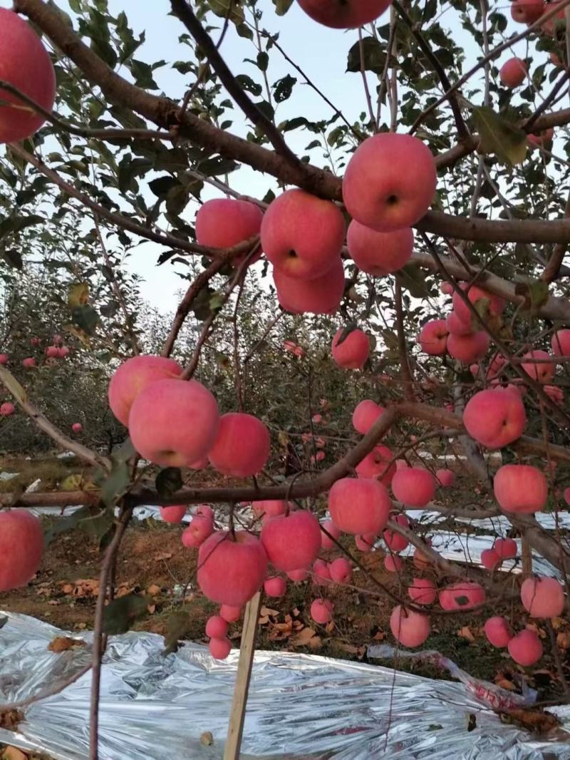 绥中寒富苹果大量出售，颜色全红，需要联系我