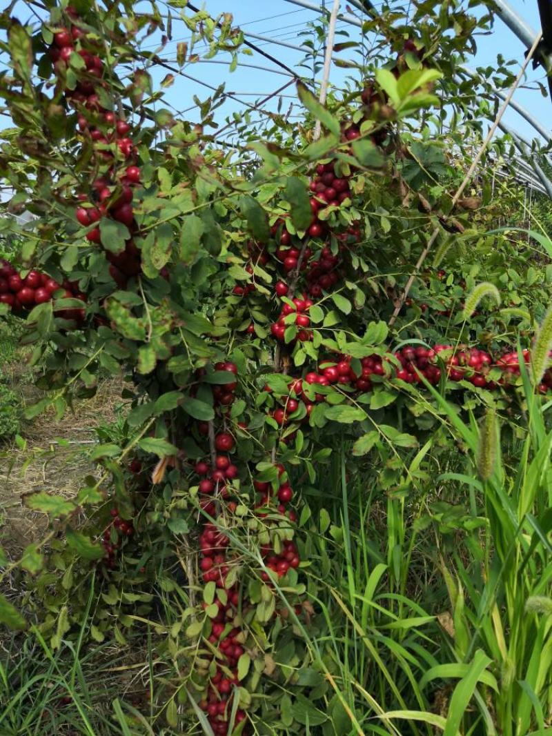钙果苗【又名欧李，属于高钙补钙水果，盆栽地栽都行】