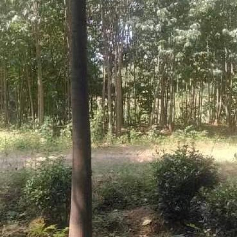 栾树易成活，各种规格都有，可视频看货，欢迎致电