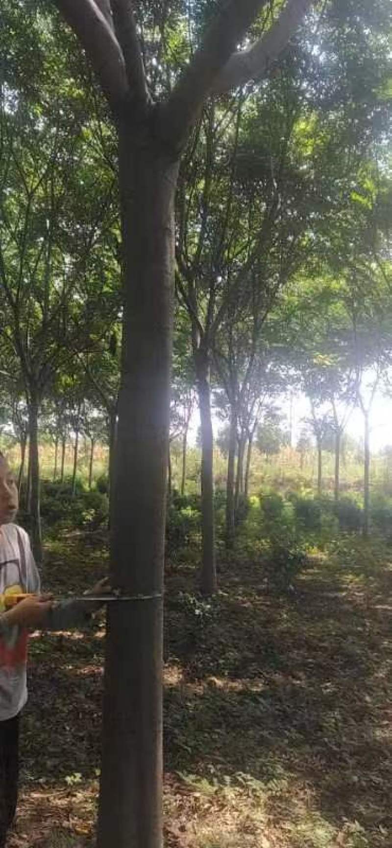 栾树易成活，各种规格都有，可视频看货，欢迎致电