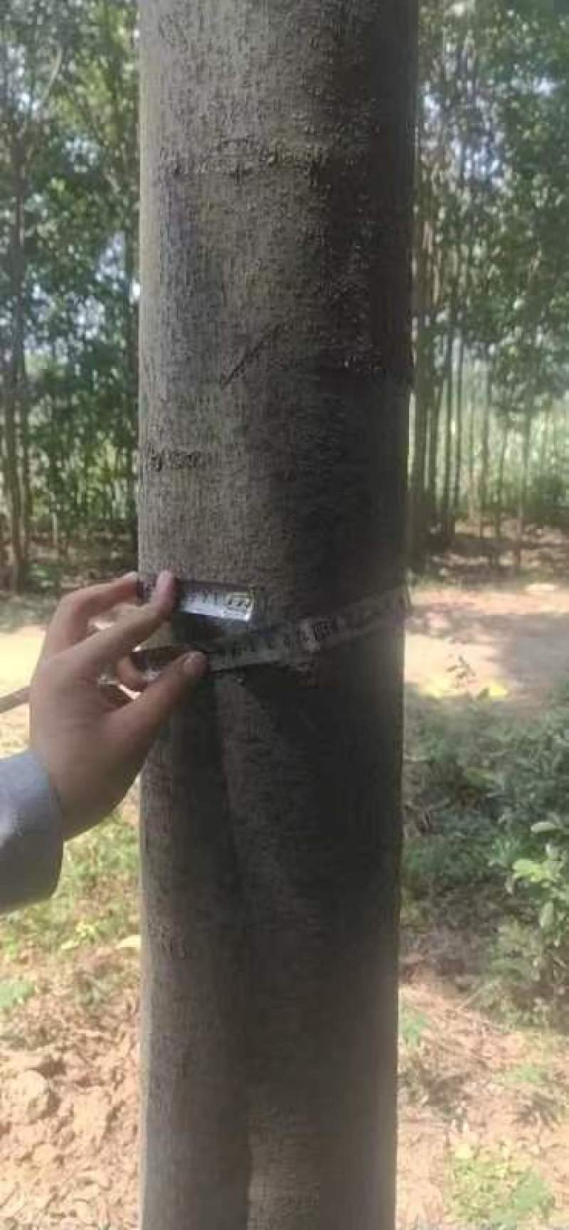 栾树易成活，各种规格都有，可视频看货，欢迎致电