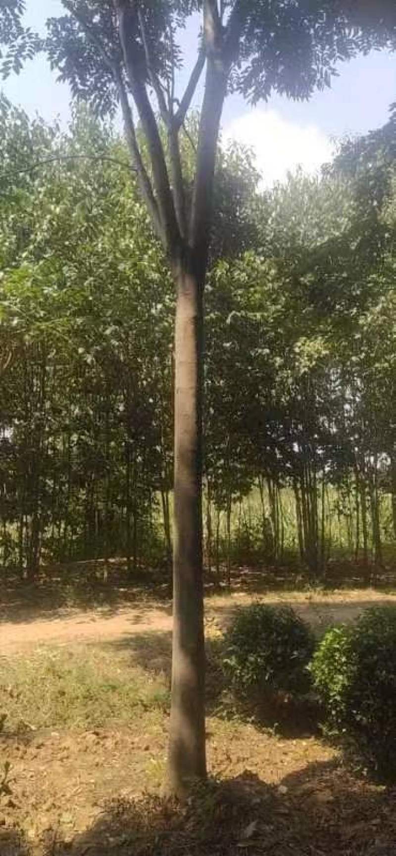 栾树易成活，各种规格都有，可视频看货，欢迎致电