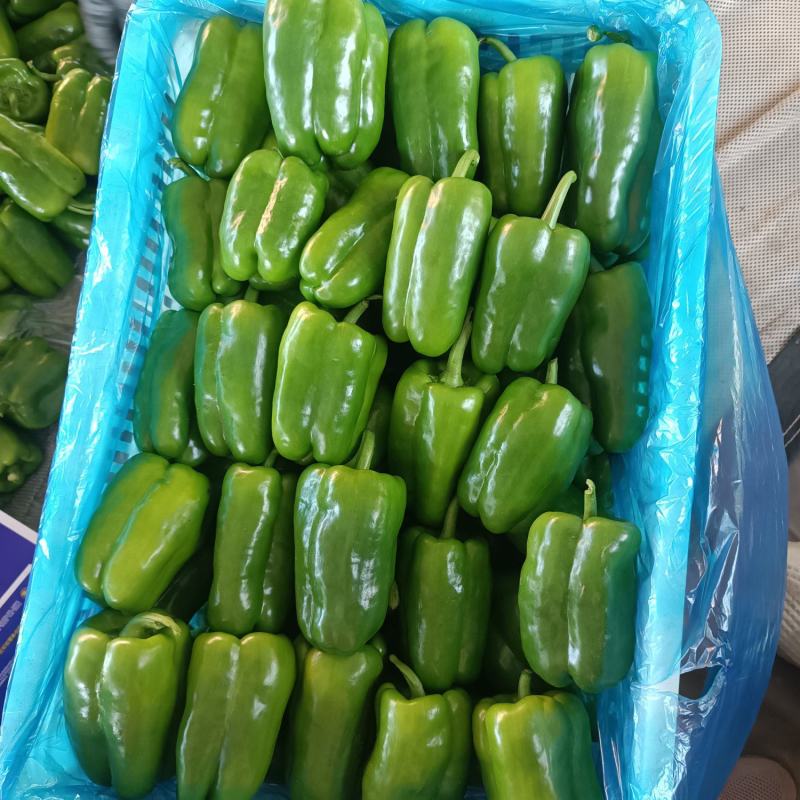 新乐市圆椒，太空椒，大量供应！有需要的老板联系我
