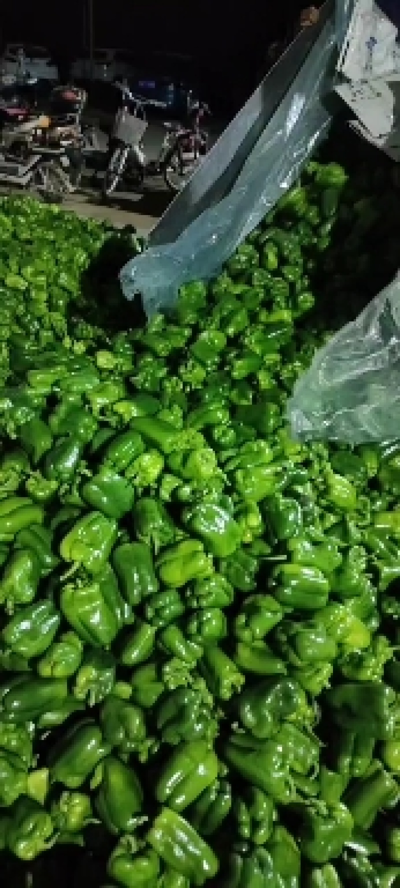 新乐市圆椒，太空椒，大量供应！有需要的老板联系我