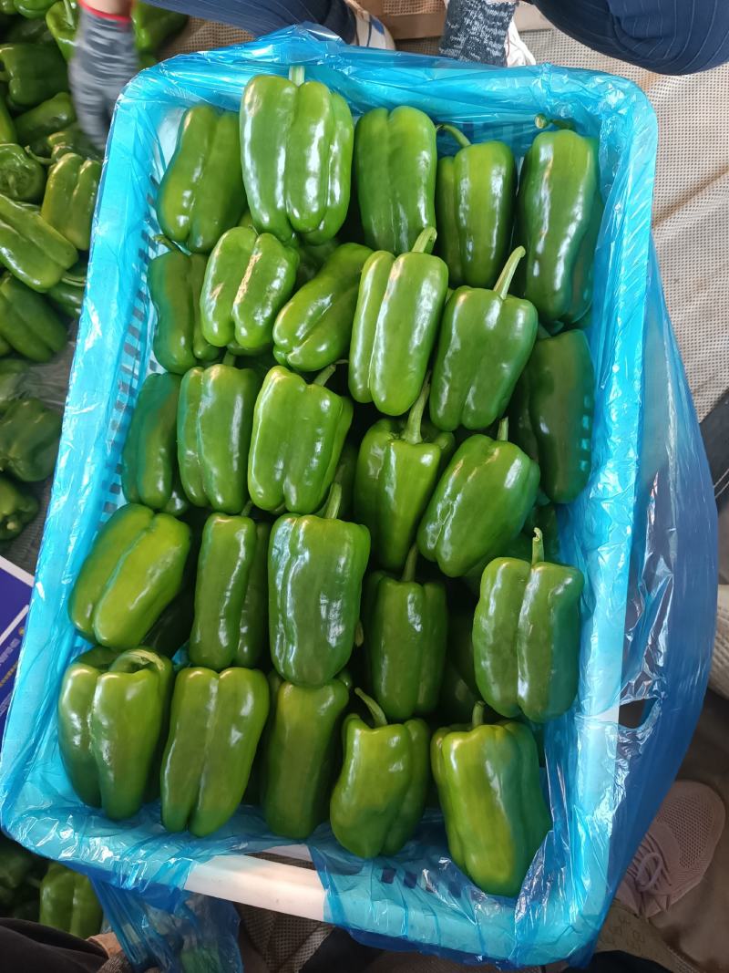 新乐市圆椒，太空椒，大量供应！有需要的老板联系我