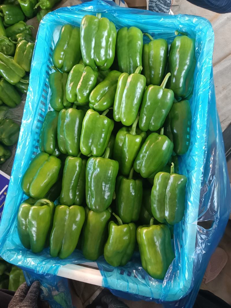 新乐市圆椒，太空椒，大量供应！有需要的老板联系我