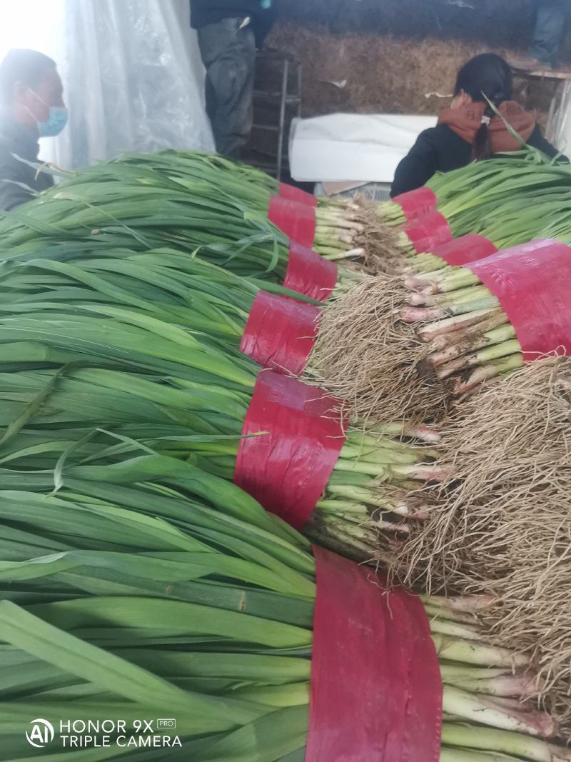 优质大捆青蒜苗。质量好，无土无黄尖，货源充足。