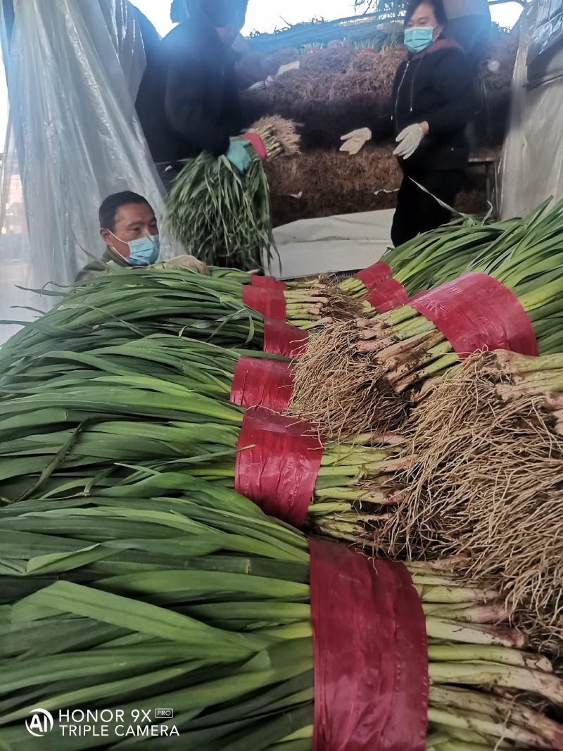 优质大捆青蒜苗。质量好，无土无黄尖，货源充足。