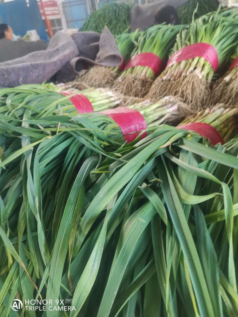 优质大捆青蒜苗。质量好，无土无黄尖，货源充足。