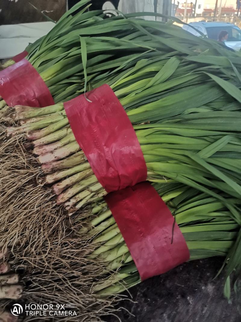 优质大捆青蒜苗。质量好，无土无黄尖，货源充足。