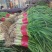优质大捆青蒜苗。质量好，无土无黄尖，货源充足。