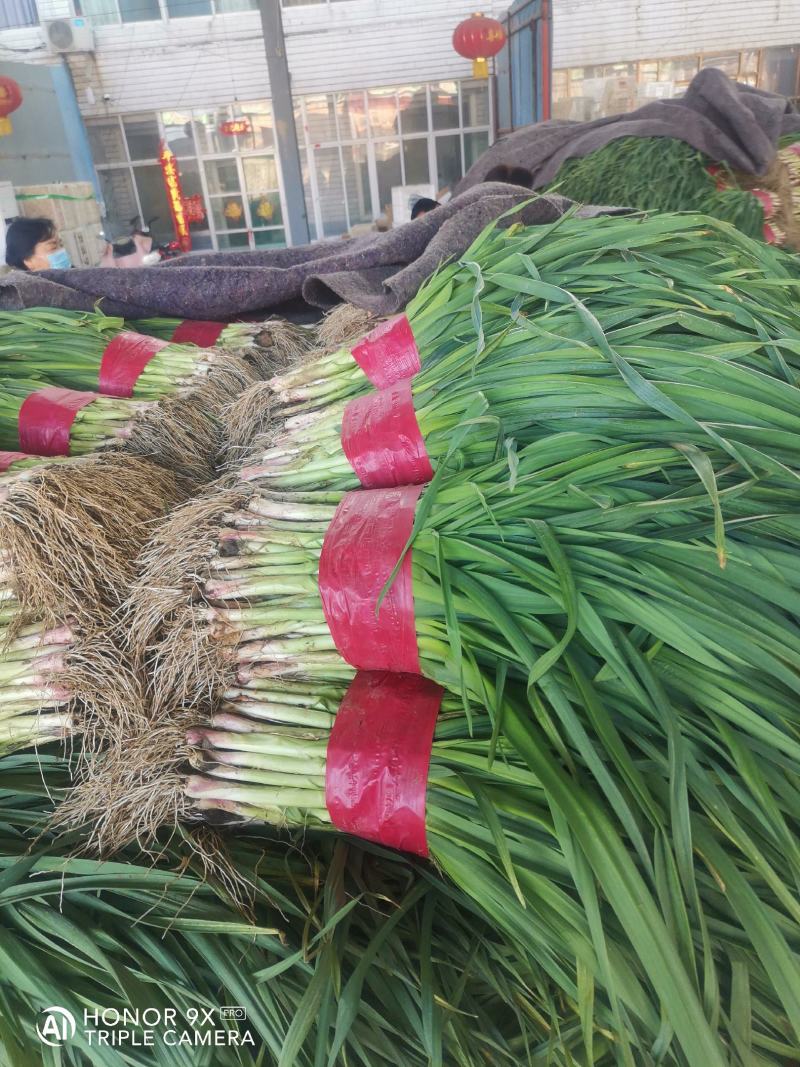 优质大捆青蒜苗。质量好，无土无黄尖，货源充足。