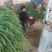 优质大捆青蒜苗。质量好，无土无黄尖，货源充足。