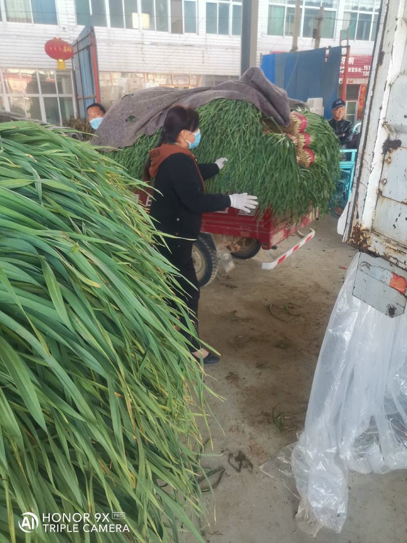 优质大捆青蒜苗。质量好，无土无黄尖，货源充足。