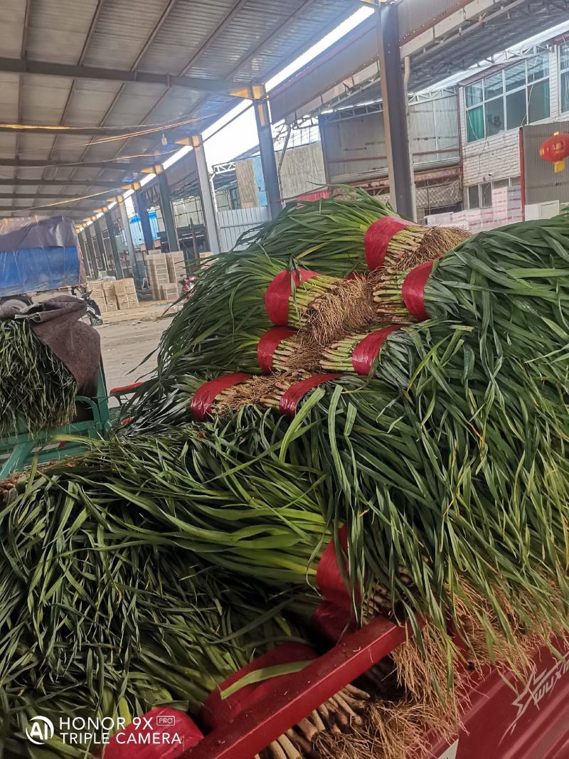 优质大捆青蒜苗。质量好，无土无黄尖，货源充足。