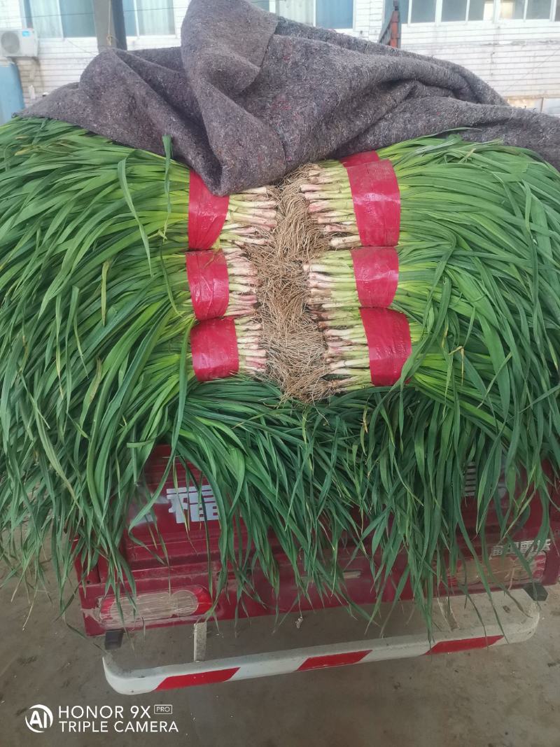 优质大捆青蒜苗。质量好，无土无黄尖，货源充足。