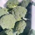 西兰花，个头均匀，小米，中米，花行好看，四季有货