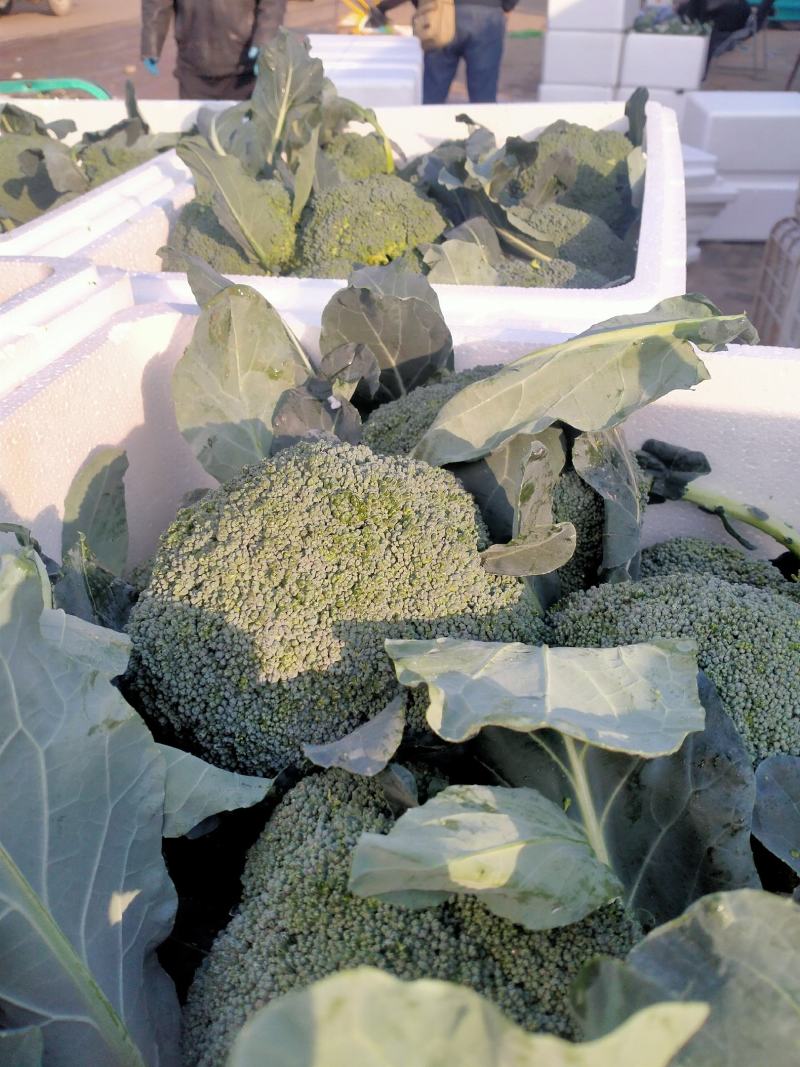 西兰花，个头均匀，小米，中米，花行好看，四季有货
