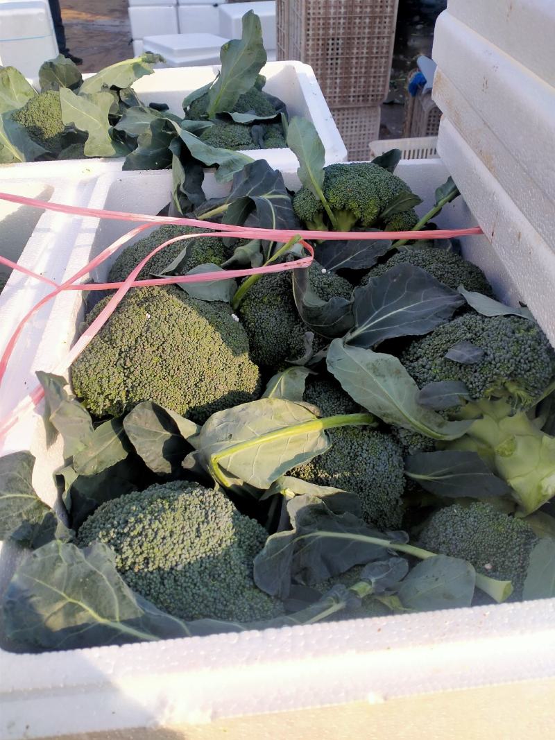 西兰花，个头均匀，小米，中米，花行好看，四季有货