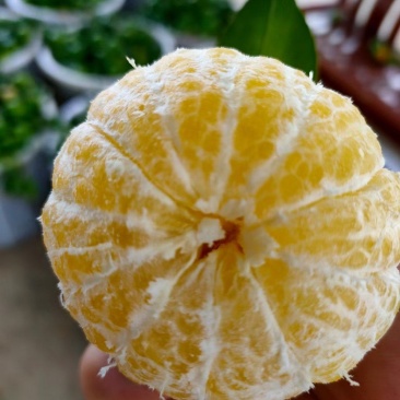 广东皇帝柑，皮薄化渣，口感好，一手货源，现摘现装