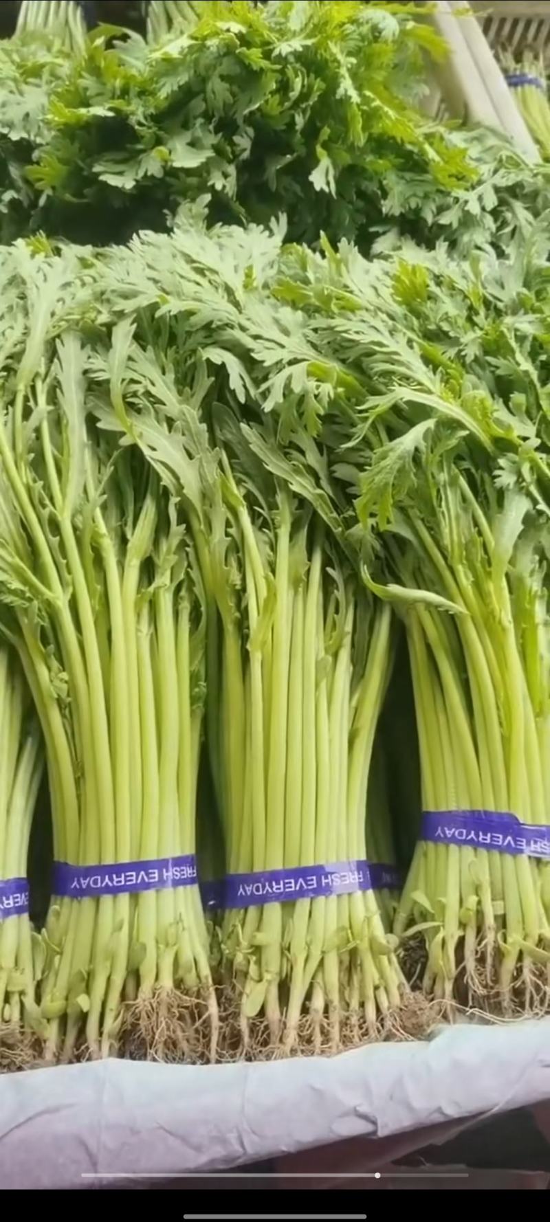 茼蒿，高度30，叶片嫩绿，杆嫩无空心，四季有货
