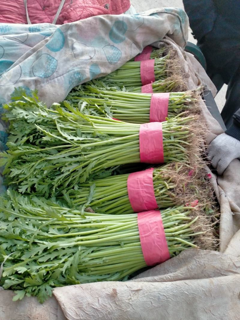 茼蒿，高度30，叶片嫩绿，杆嫩无空心，四季有货