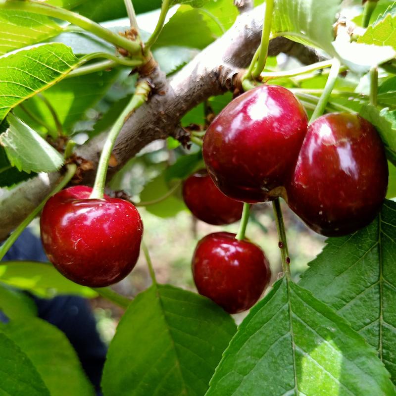 2022年俄八樱桃苗价格，晚熟俄8大樱桃新品种