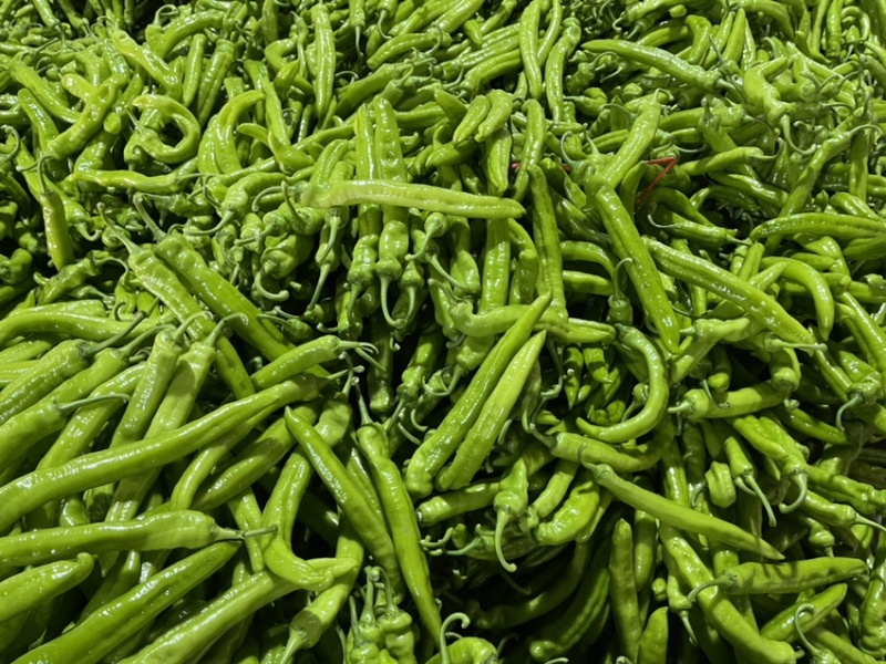 河南辣椒产地头茬青尖椒青黄皮尖椒粗果细果大量供应