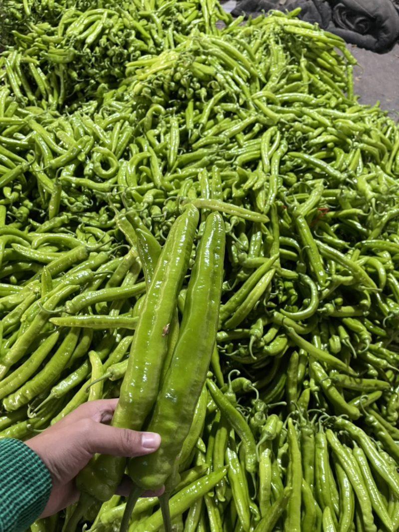 河南辣椒产地头茬青尖椒青黄皮尖椒粗果细果大量供应