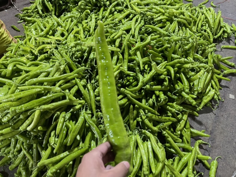 河南辣椒产地头茬青尖椒青黄皮尖椒粗果细果大量供应