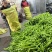 河南辣椒产地头茬青尖椒青黄皮尖椒粗果细果大量供应