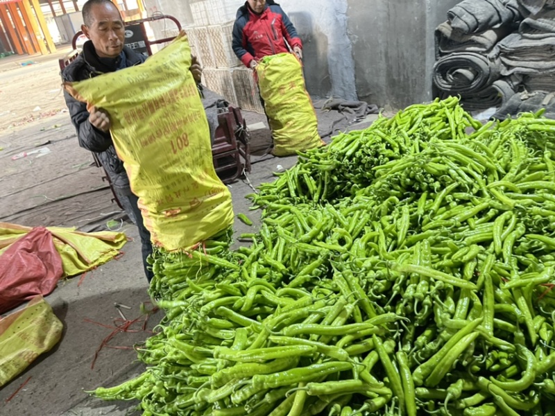 河南辣椒产地头茬青尖椒青黄皮尖椒粗果细果大量供应