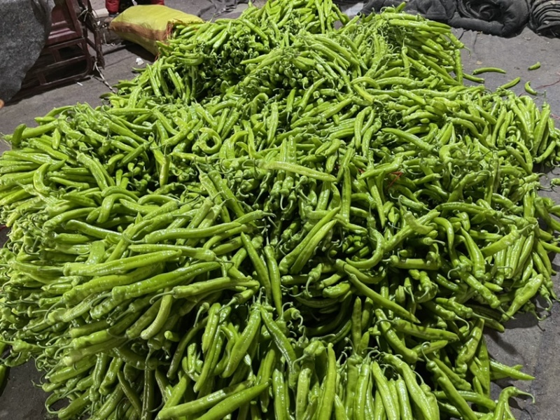 河南辣椒产地头茬青尖椒青黄皮尖椒粗果细果大量供应