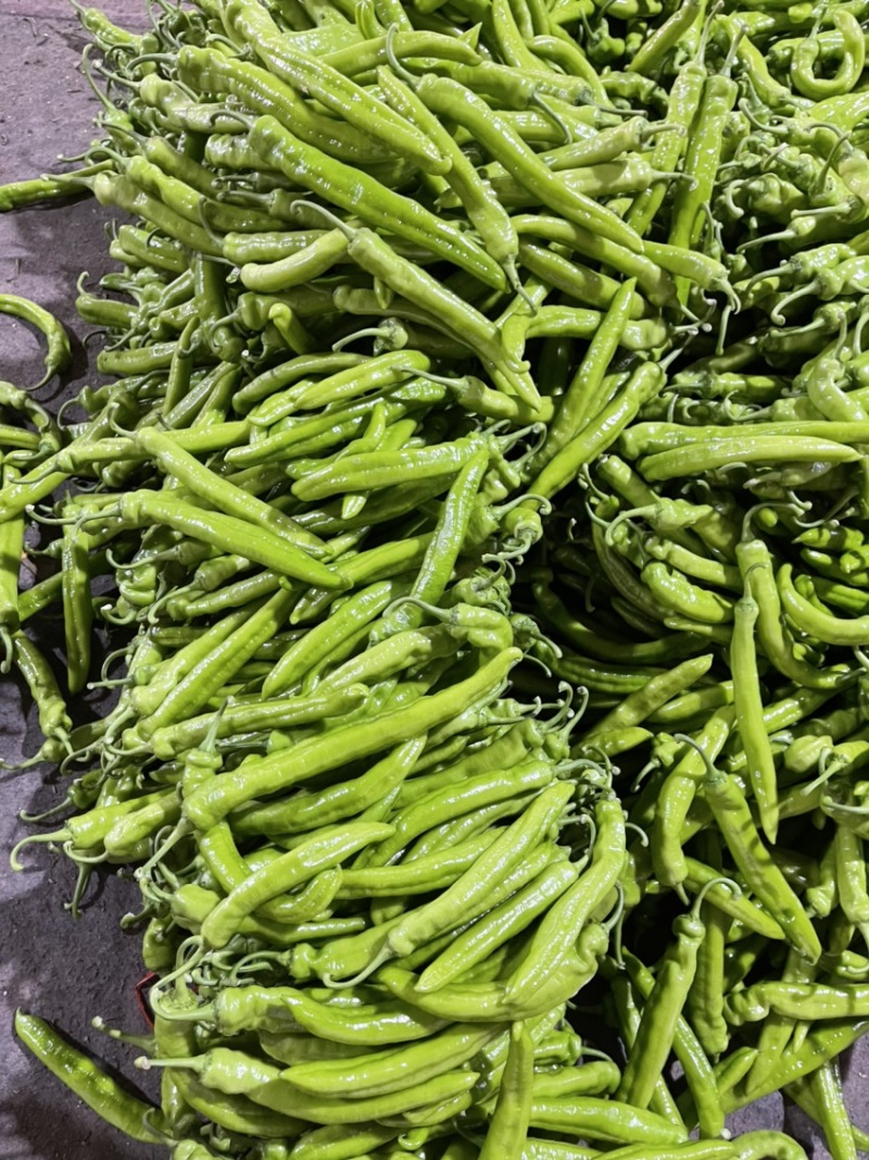 河南辣椒产地头茬青尖椒青黄皮尖椒粗果细果大量供应