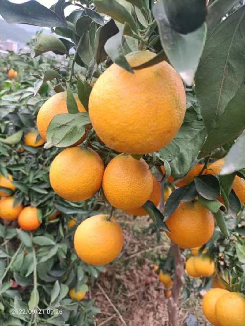 爱媛果冻橙。果肉细腻无渣，水分超足，皮薄，果面光滑。