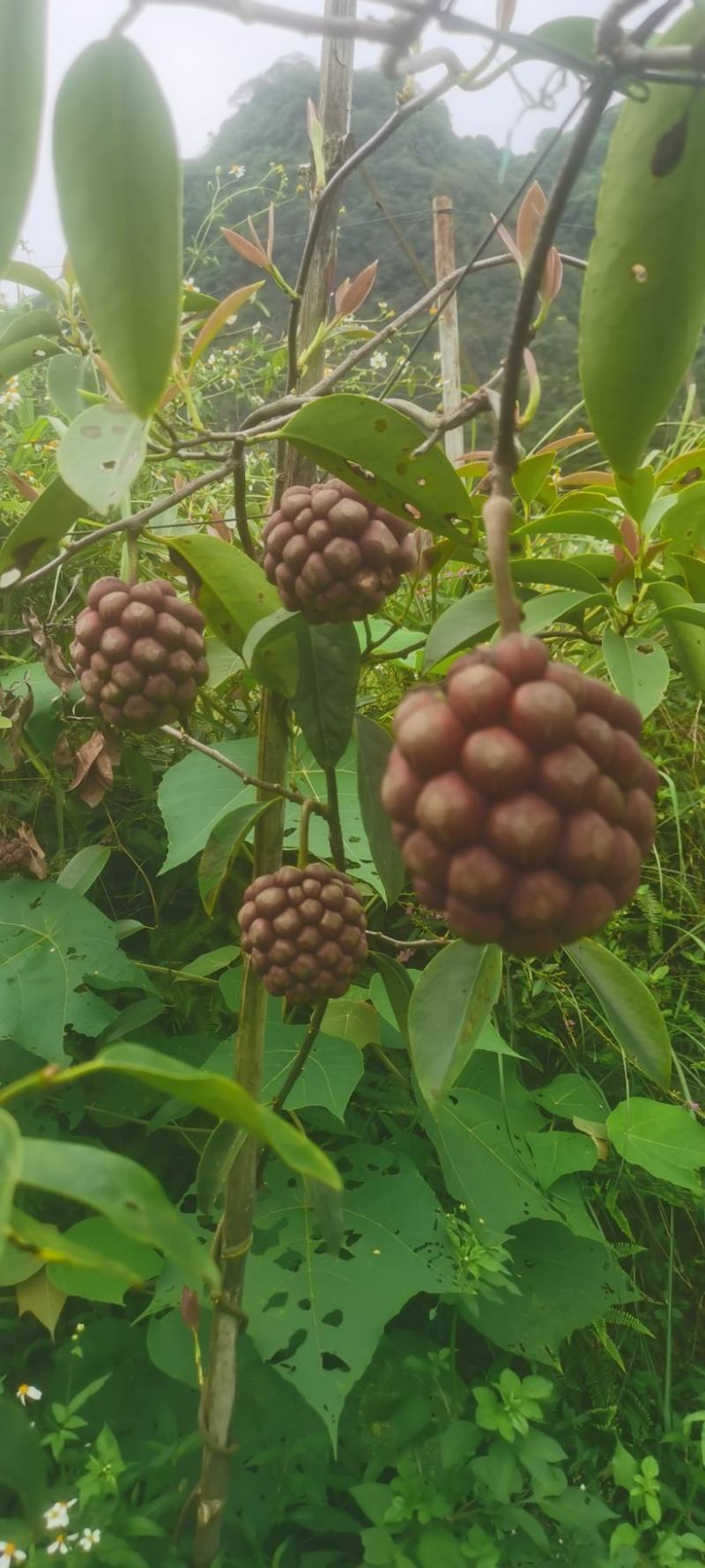 黑老虎，