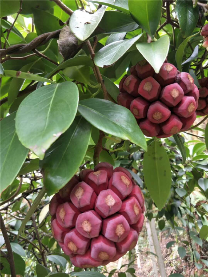 黑老虎，