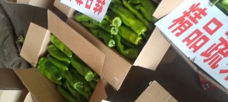 尖椒，颜色好看，尖椒长度适中，黄皮，青皮一年四季有货