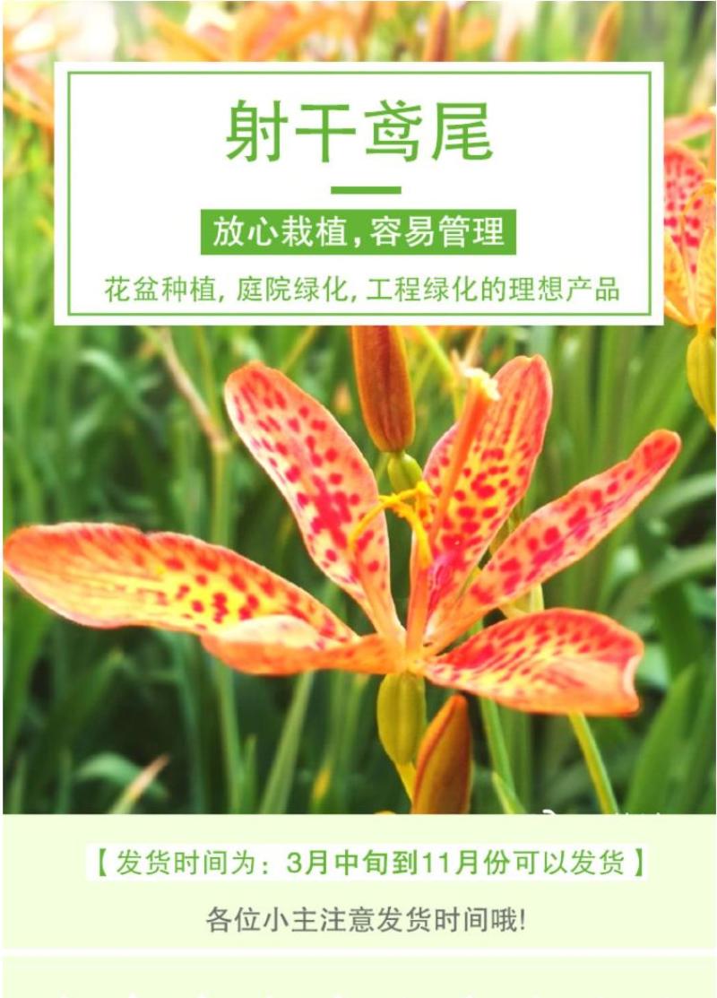 射干种子鸢尾种子盆栽地栽四季易种耐寒耐旱庭院绿化工程绿化