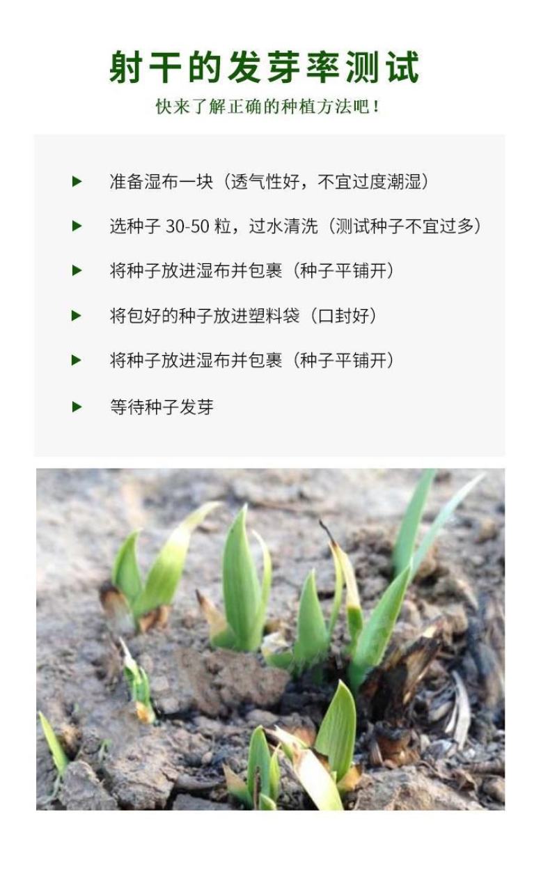 射干种子鸢尾种子盆栽地栽四季易种耐寒耐旱庭院绿化工程绿化