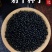 射干种子鸢尾种子盆栽地栽四季易种耐寒耐旱庭院绿化工程绿化