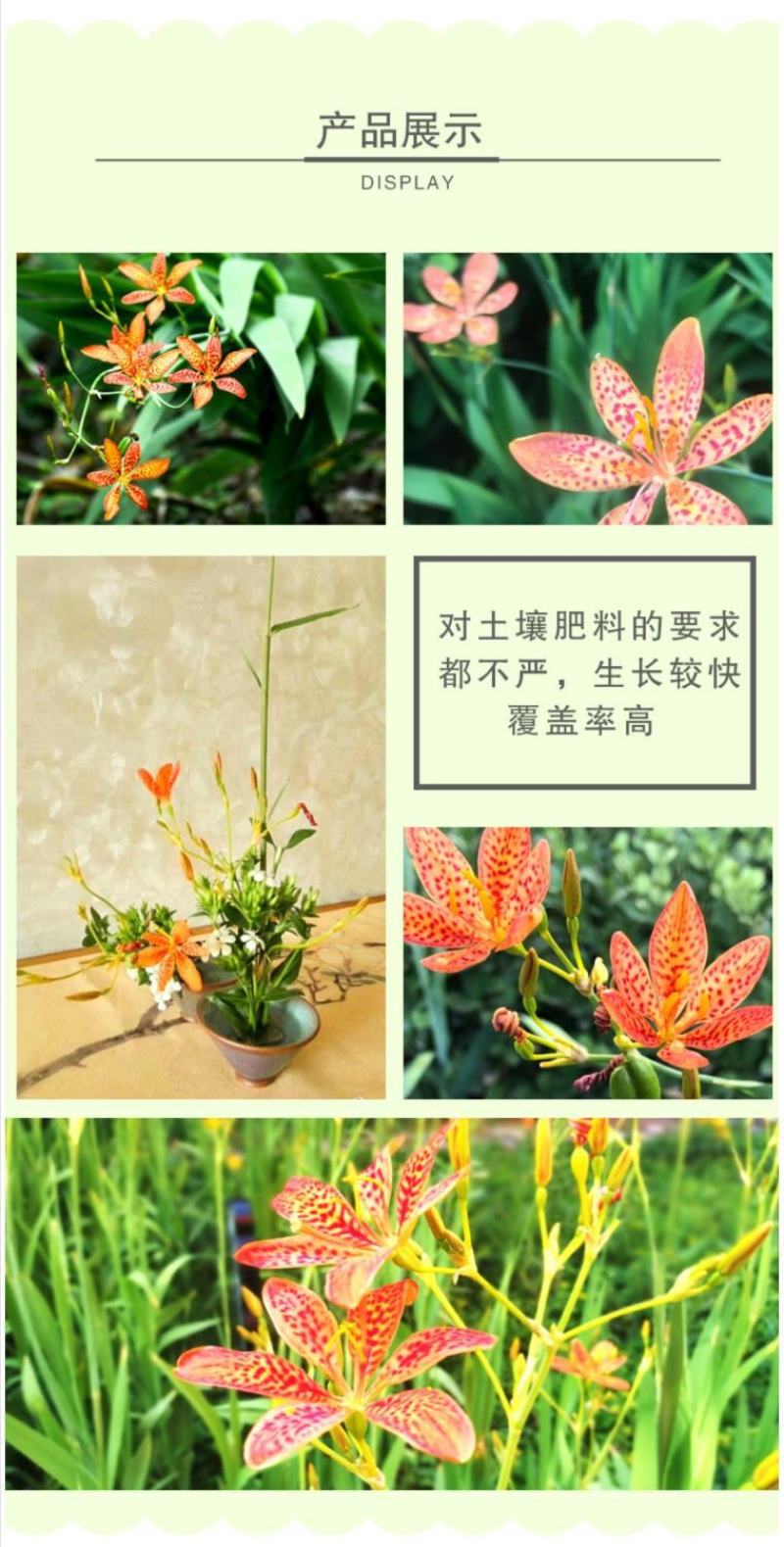 射干种子鸢尾种子盆栽地栽四季易种耐寒耐旱庭院绿化工程绿化