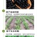 射干种子鸢尾种子盆栽地栽四季易种耐寒耐旱庭院绿化工程绿化