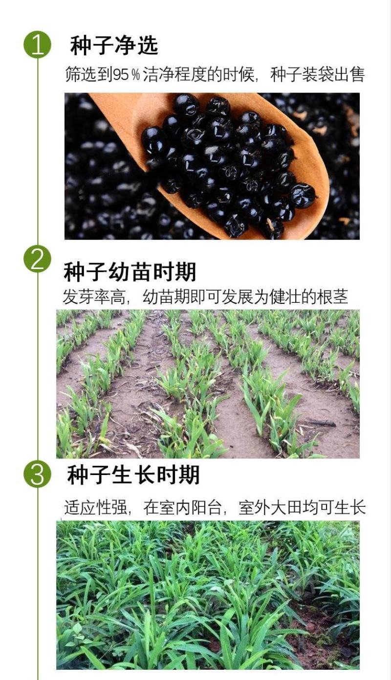 射干种子鸢尾种子盆栽地栽四季易种耐寒耐旱庭院绿化工程绿化