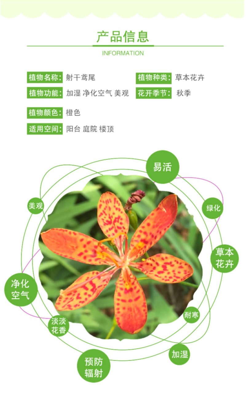 射干种子鸢尾种子盆栽地栽四季易种耐寒耐旱庭院绿化工程绿化