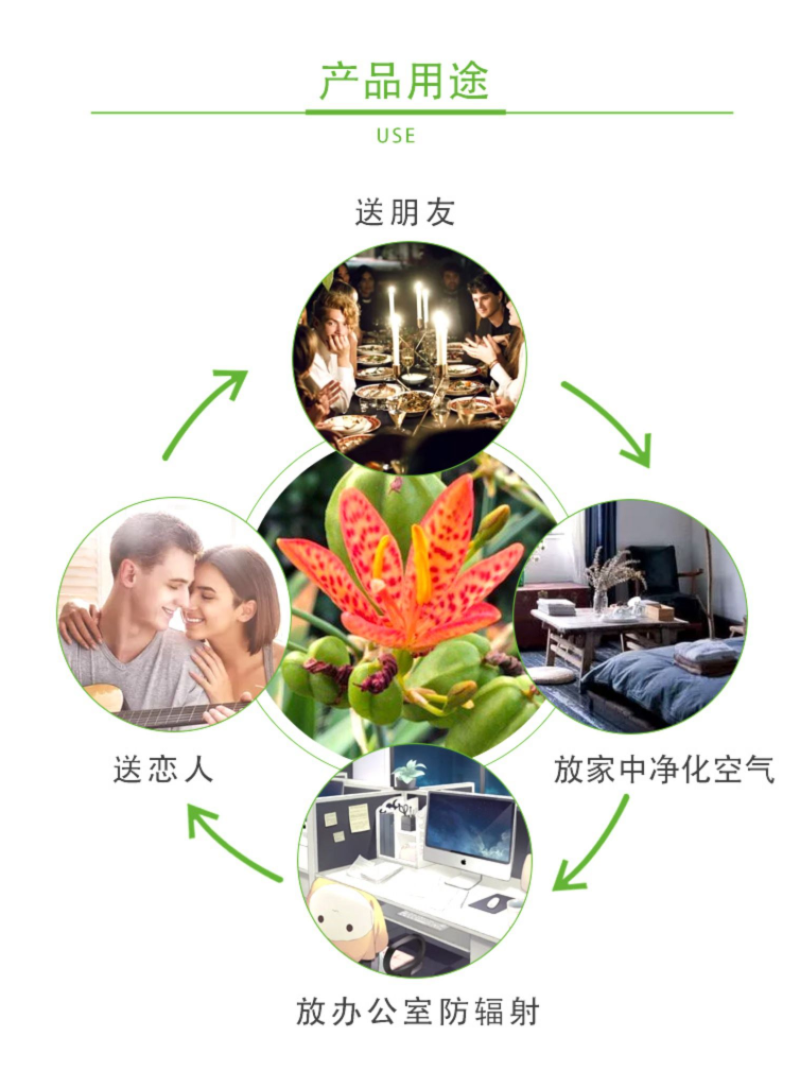 射干种子鸢尾种子盆栽地栽四季易种耐寒耐旱庭院绿化工程绿化