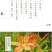 射干种子鸢尾种子盆栽地栽四季易种耐寒耐旱庭院绿化工程绿化