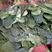 越冬菠菜，叶大，厚绿高25公分，根子粗细均匀